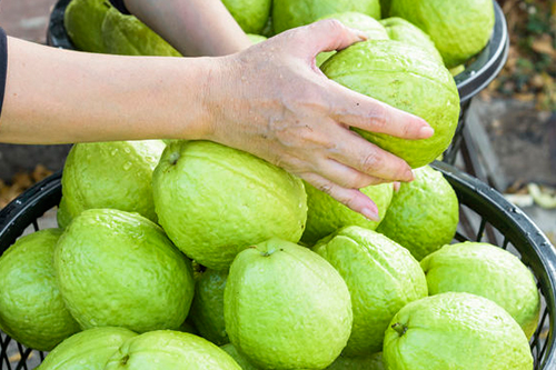 農民契作品質穩定