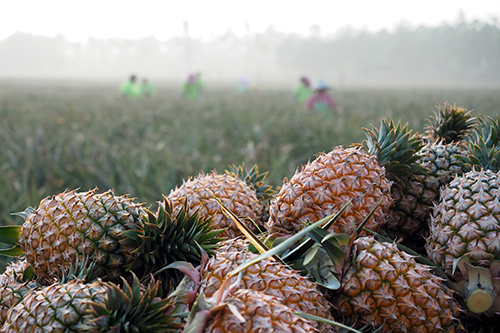 不生化催熟更健康